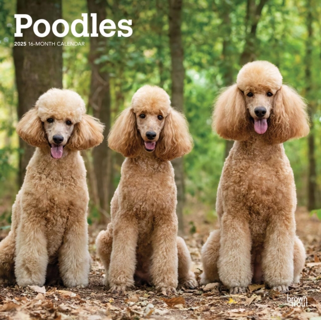 Poodles 2025 Square Wrap