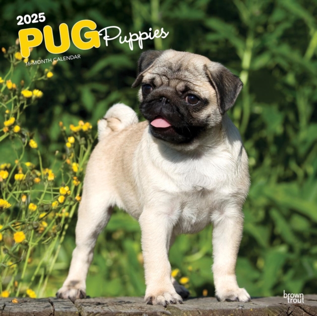 Pug Puppies 2025 Square Wrap