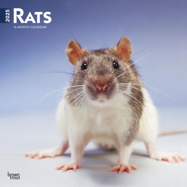 Rats 2025 Square Wrap