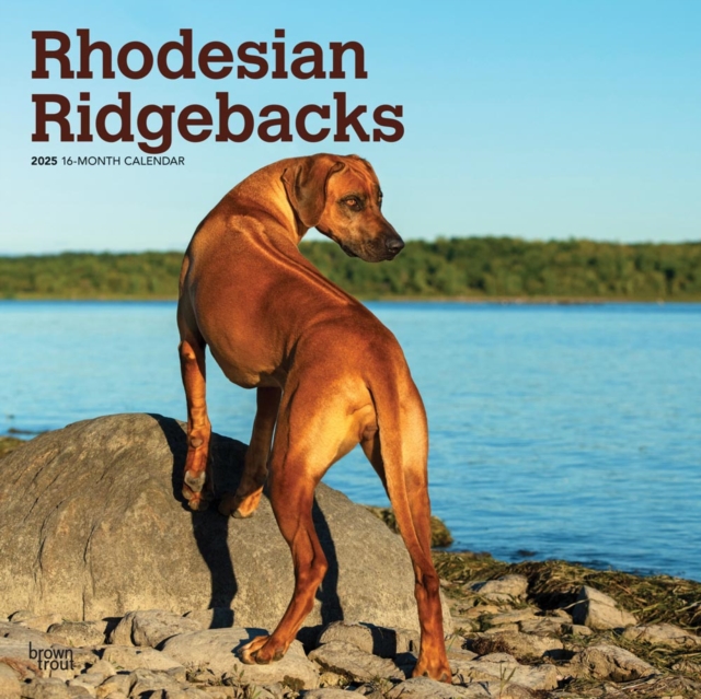 Rhodesian Ridgebacks 2025 Square Wrap