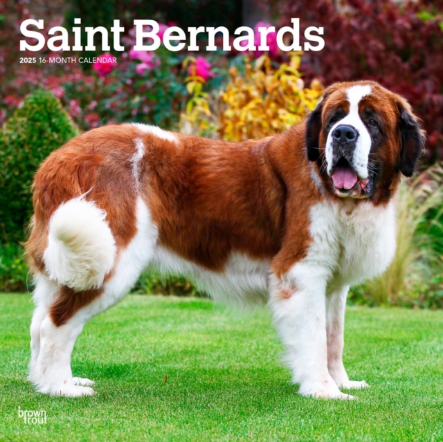 Saint Bernards 2025 Square Wrap
