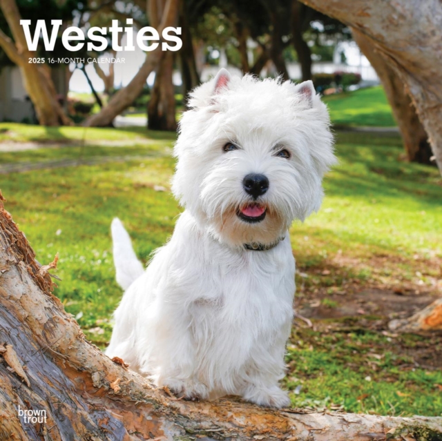 West Highland White Terriers 2025 Square
