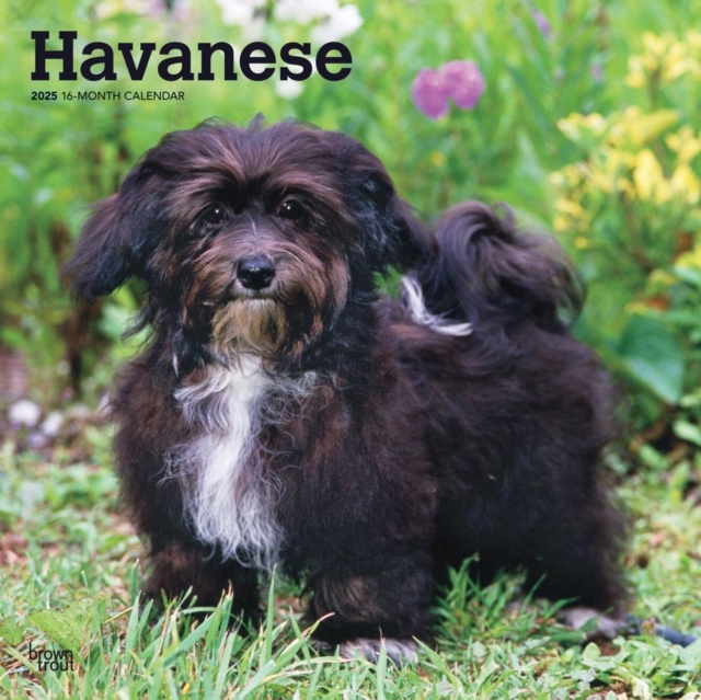 Havanese 2025 Square Wrap