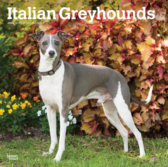 Greyhounds Italian 2025 Square Wrap