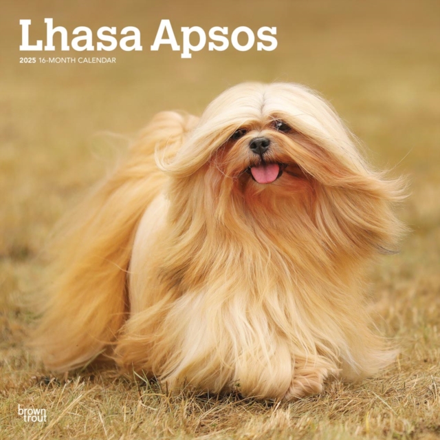 Lhasa Apsos 2025 Square Wrap