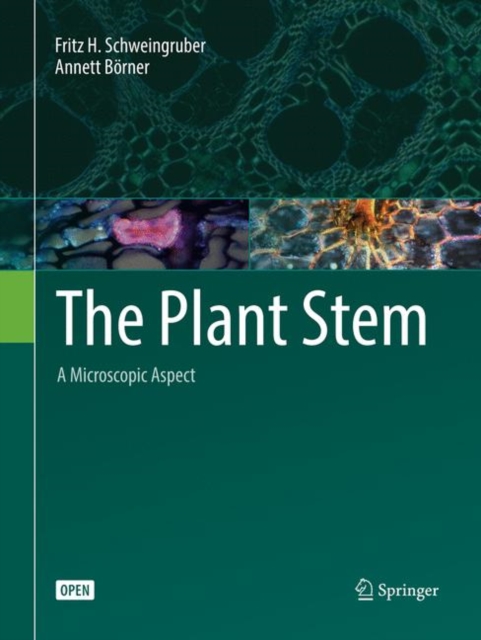 The Plant Stem