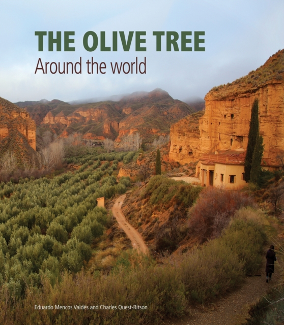 Olive Tree