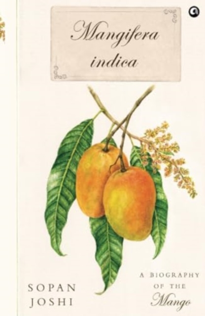 Mangifera indica