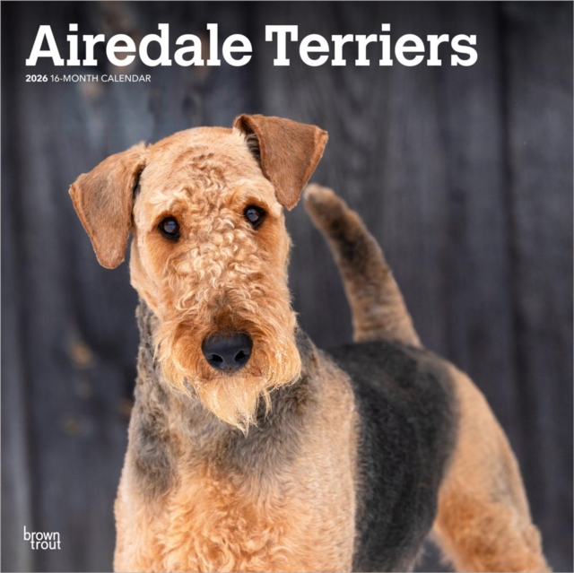 Airedale Terriers 2026 Square Flap Calendar