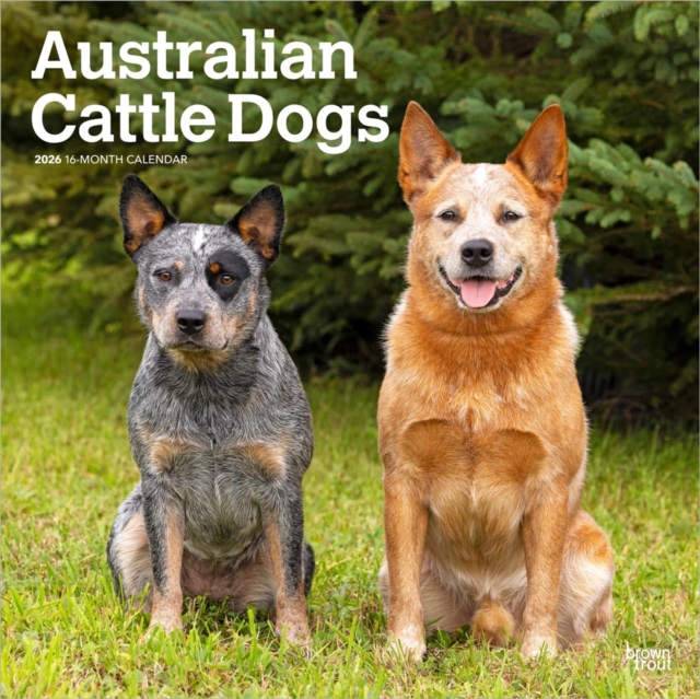Australian Cattle Dogs 2026 Square Flap Calendar