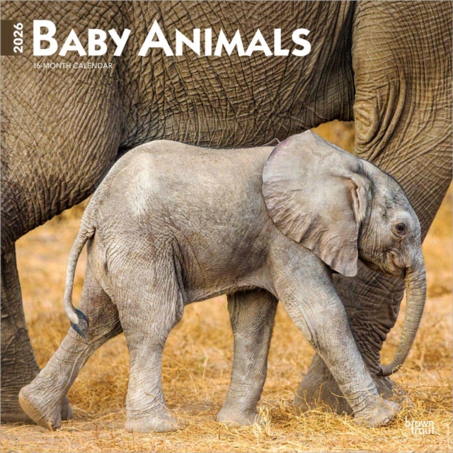 Baby Animals 2026 Square Flap Calendar