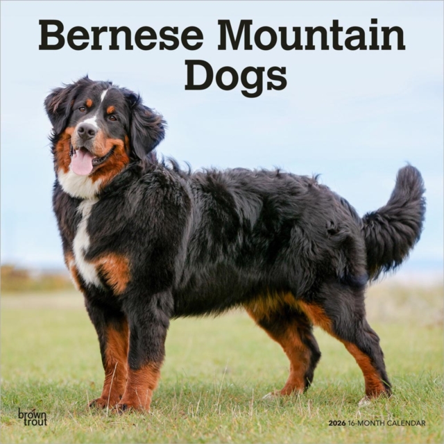 Bernese Mountain Dogs 2026 Square Flap Calendar