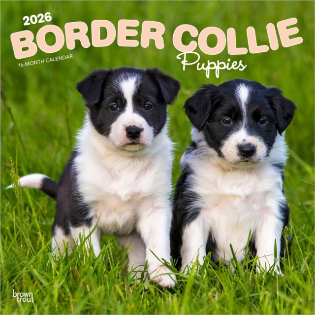 Border Collie Puppies 2026 Square Flap Calendar