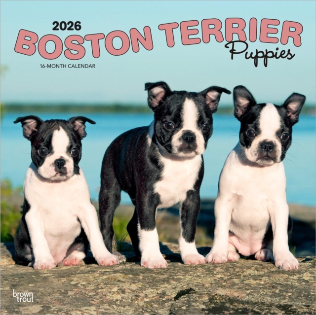 Boston Terrier Puppies 2026 Square Flap Calendar