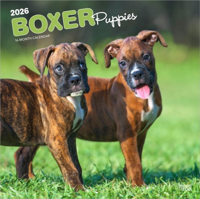 Boxer Puppies 2026 Square Flap Calendar