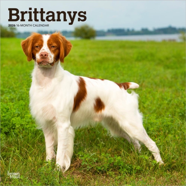 Brittanys 2026 Square Flap Calendar