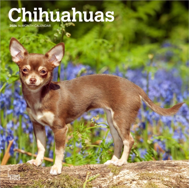 Chihuahuas 2026 Square Flap Calendar