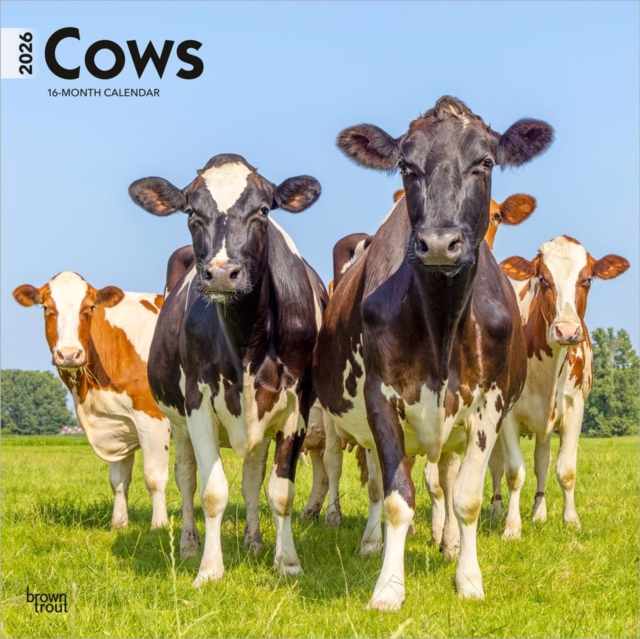 Cows 2026 Square Flap Calendar