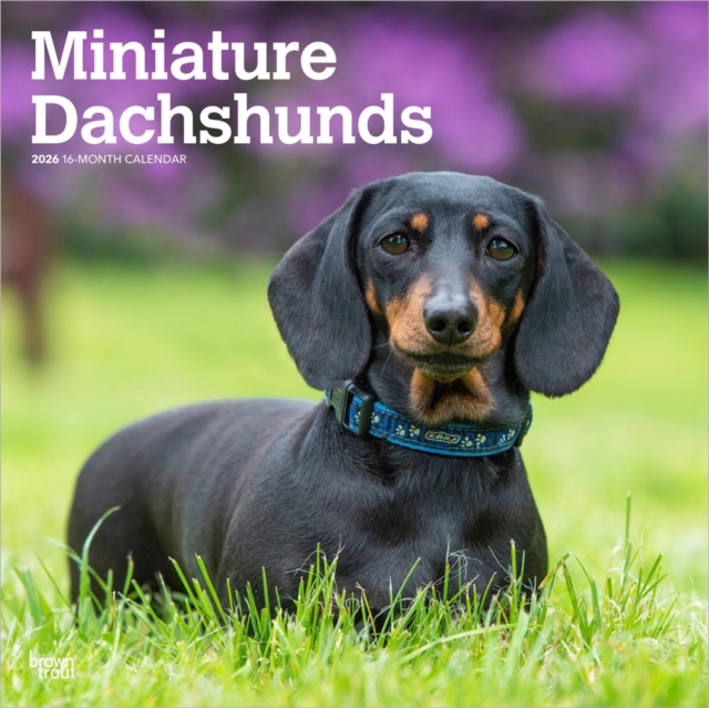 Dachshunds, Miniature 2026 Square Flap Calendar
