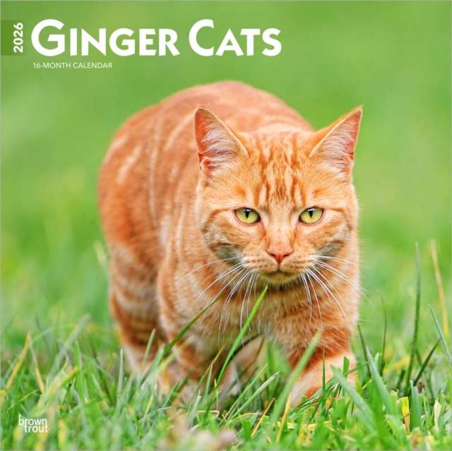 Ginger Cats 2026 Square Flap Calendar