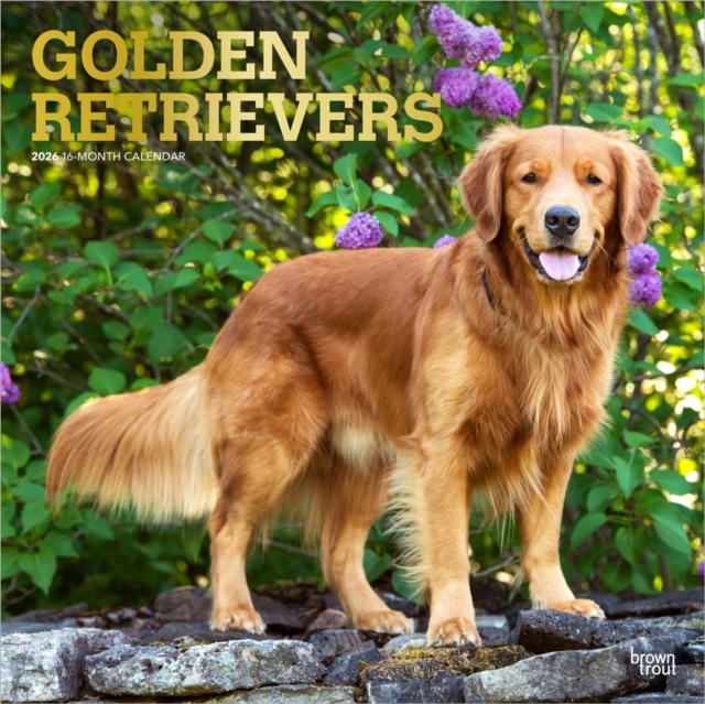 Golden Retrievers 2026 Square Flap Foil Calendar