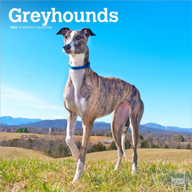 Greyhounds 2026 Square Flap Calendar