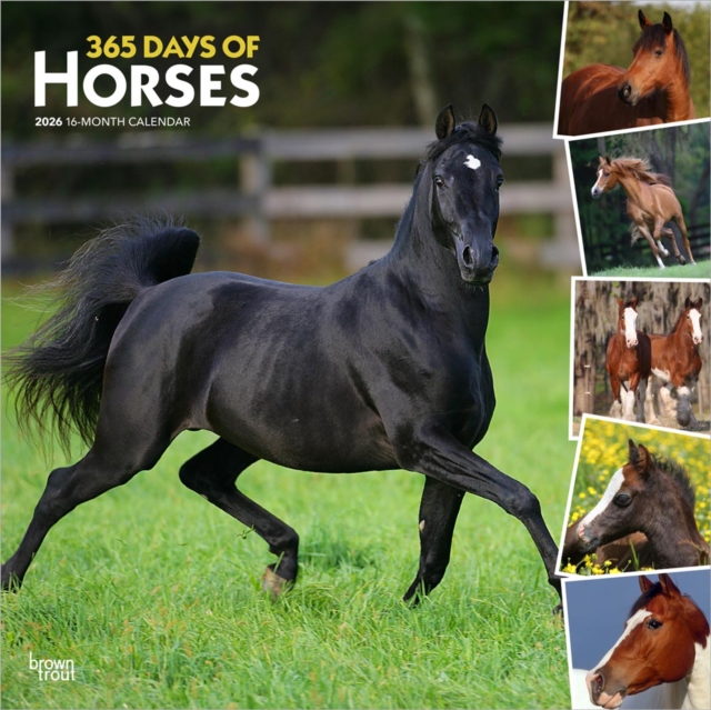 Horses, 365 Days of, 2026 Square Flap Calendar