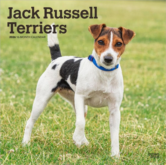 Jack Russell Terriers 2026 Square Flap Calendar