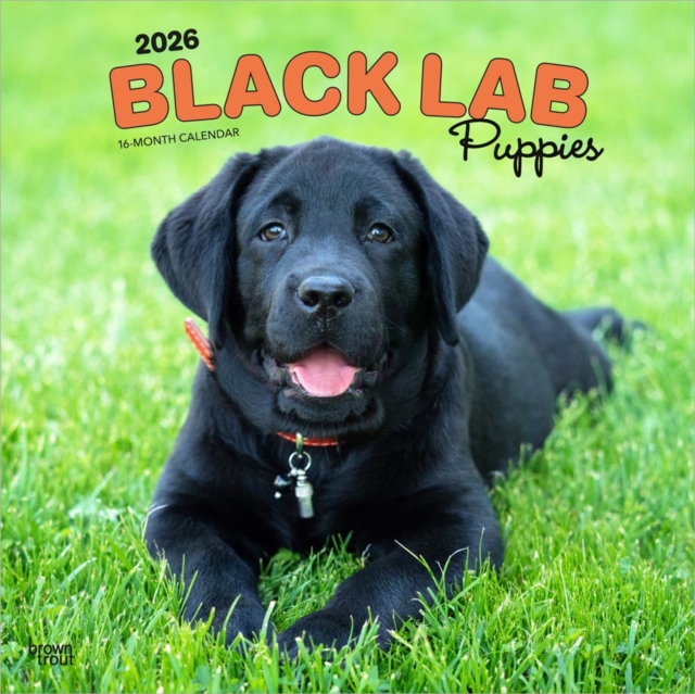 Labrador Retriever Puppies, Black 2026 Square Flap Calendar