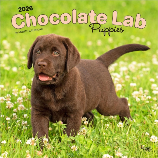 Labrador Retriever Puppies, Chocolate 2026 Square Flap Calendar