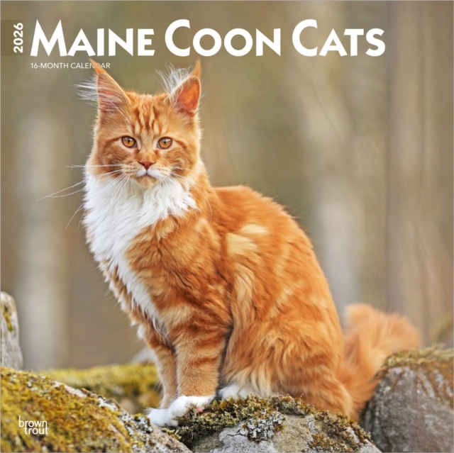 Maine Coon Cats 2026 Square Flap Calendar