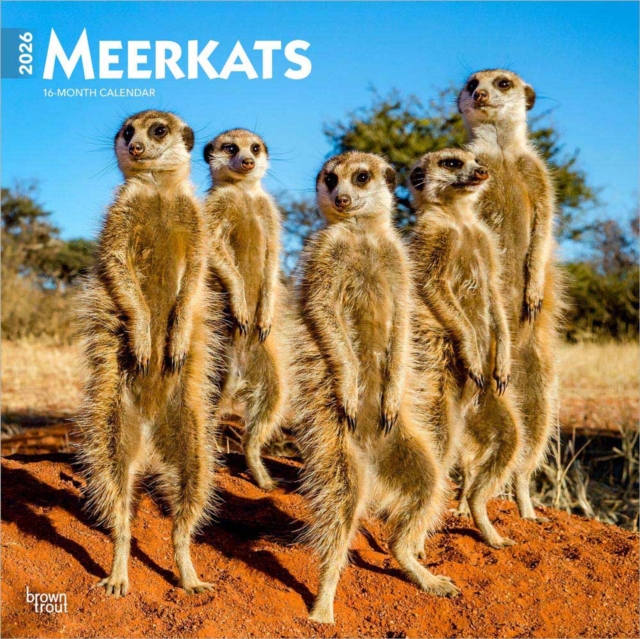 Meerkats 2026 Square Flap Calendar