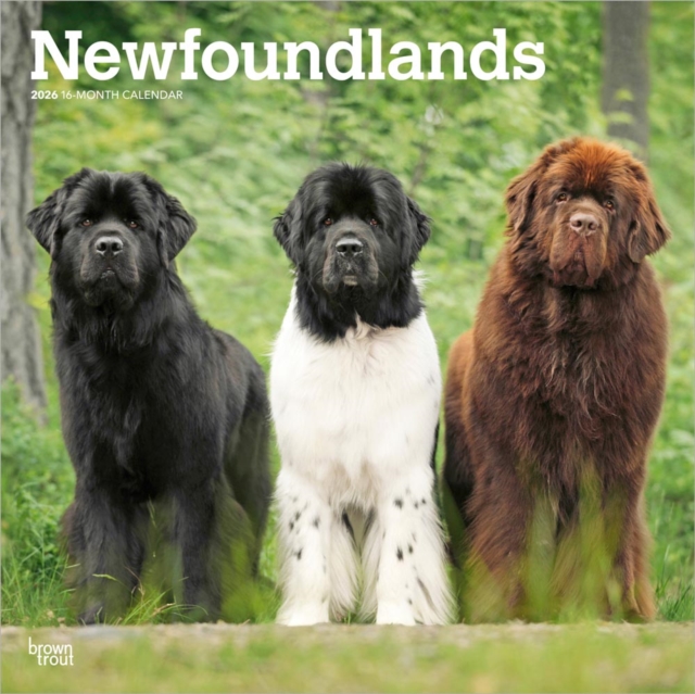 Newfoundlands 2026 Square Flap Calendar