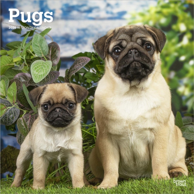 Pugs 2026 Square Flap Calendar