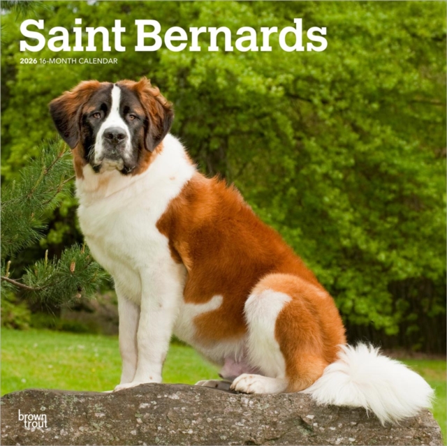 Saint Bernards 2026 Square Flap Calendar