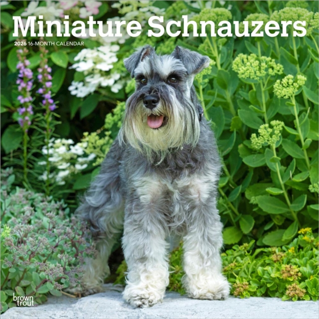 Schnauzers, Miniature 2026 Square Flap Calendar