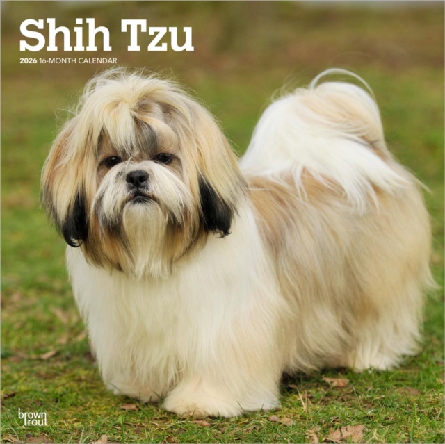 Shih Tzu 2026 Square Flap Calendar