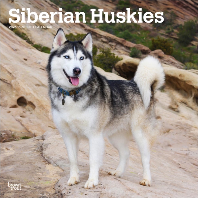 Siberian Huskies 2026 Square Flap Calendar