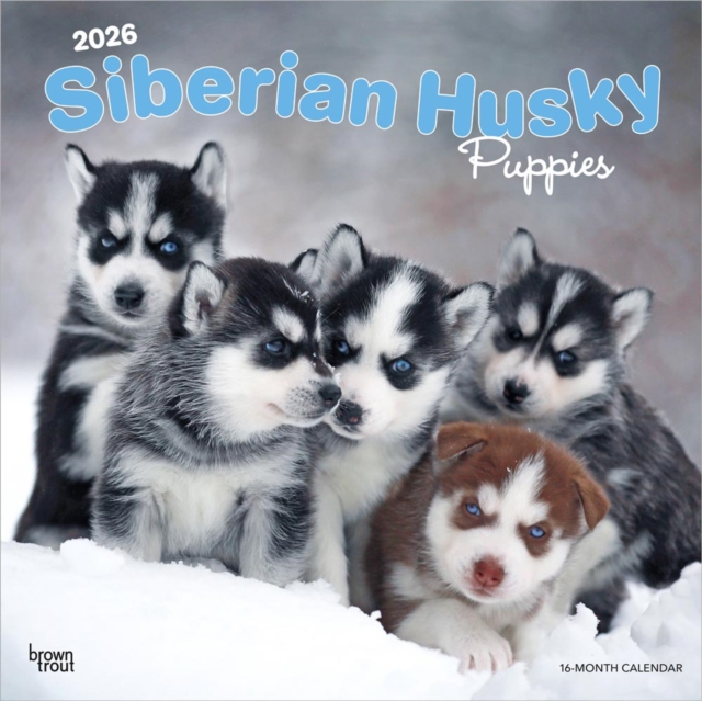 Siberian Husky Puppies 2026 Square Flap Calendar