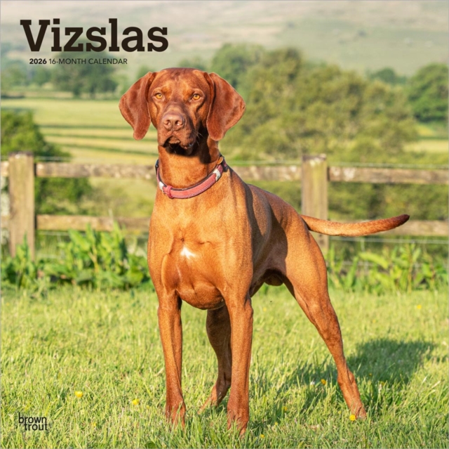 Vizslas 2026 Square Flap Calendar