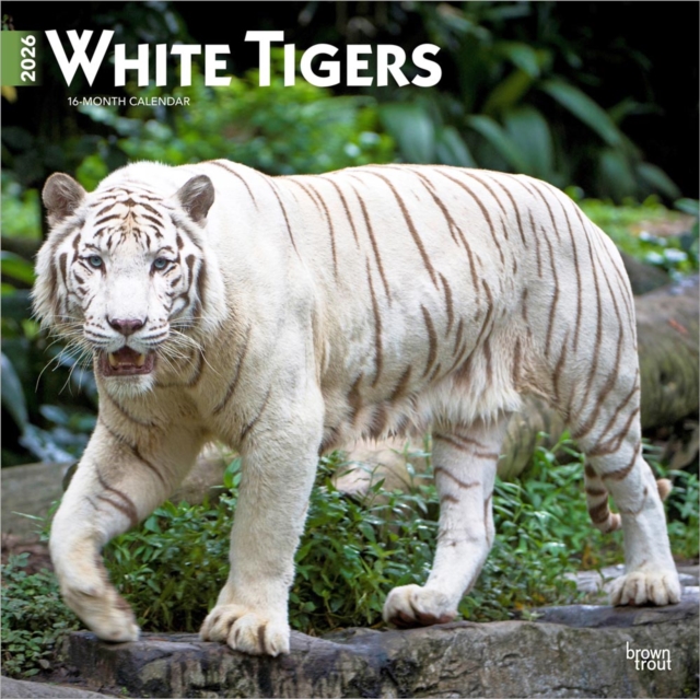 White Tigers 2026 Square Flap Calendar
