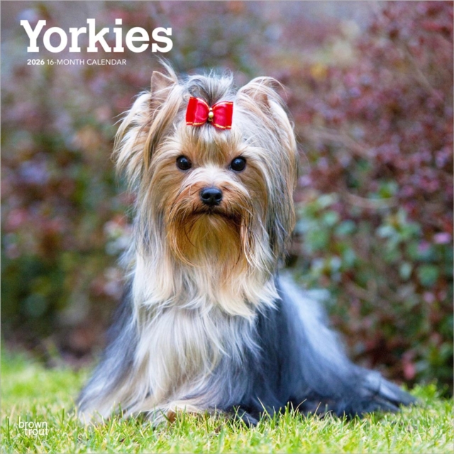 Yorkshire Terriers 2026 Square Flap Calendar