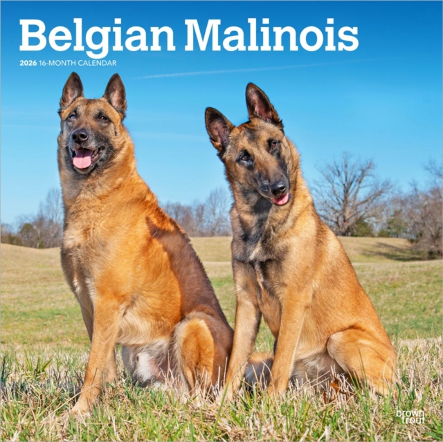 Belgian Malinois 2026 Square Flap Calendar