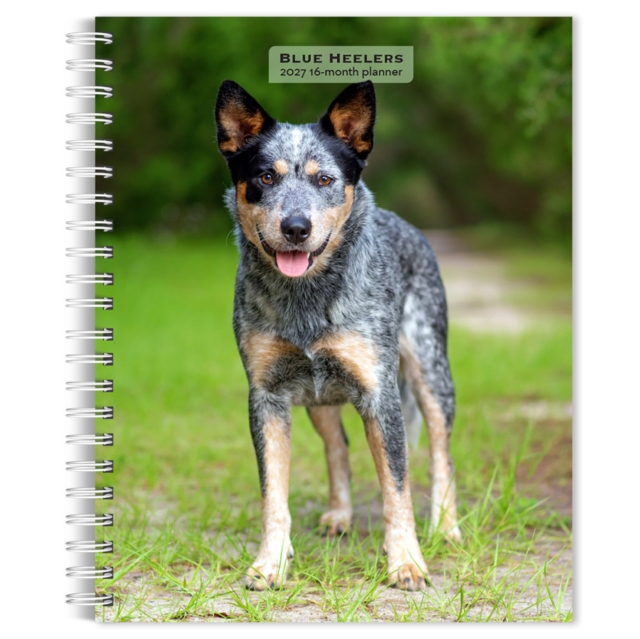 Blue Heelers 2027 Engagement