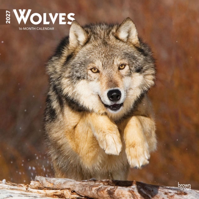 Wolves 2027 12 X 24 Inch (Hanging) Monthly Square Wall Calendar Plastic-Free