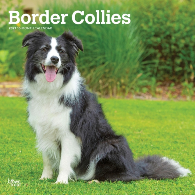 Border Collies 2027 12 X 24 Inch (Hanging) Monthly Square Wall Calendar Plastic-Free