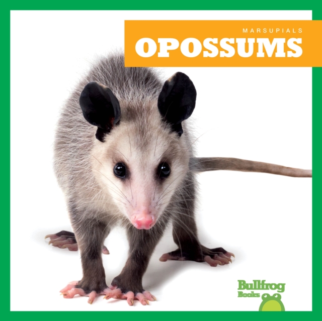 Opossums