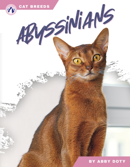 Abyssinians