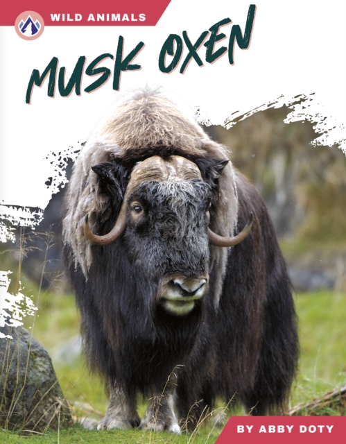 Musk Oxen